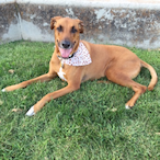 ridgebackGOOFY's Avatar