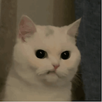 RenoAQ's Avatar'