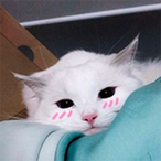 YingShotty's Avatar'