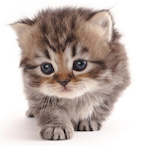 BadHolyfield's Avatar'