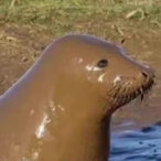 Juvenile_seal's Avatar'