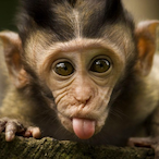 marble.MONKEY's Avatar'