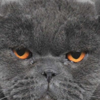 Thedddddddq's Avatar'