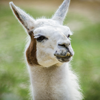 GreenLamma131's Avatar'