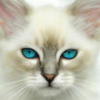 tortapunda's Avatar'