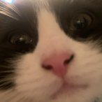StarryKizuna's Avatar'