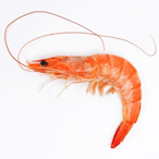 TheShrimpster's Avatar'