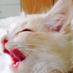 Lieutenant_Cat's Avatar'