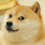 Doge-69's Avatar