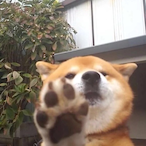 I__20cm__l's Avatar'