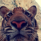 Wujha's Avatar'