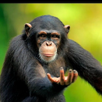 RiceFarmer786's Avatar'