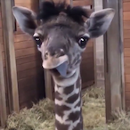 DaNiLeX.282's Avatar'