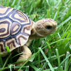 SassyTortoise's Avatar'