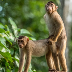 damonkeykingdom's Avatar'