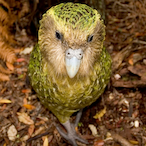 Silent_kakapo's Avatar'