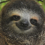 incoqnjto's Avatar'