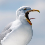 bob_la-mouette56's Avatar'