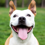 IAmDogWoofWoof's Avatar'