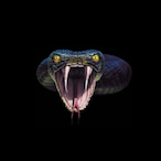 BlackMambaZ-'s Avatar'