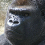 BigJillsCrack's Avatar'