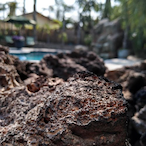 FeebyFrisbee38's Avatar'