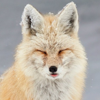 PingMeFox's Avatar
