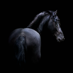 NogShelby's Avatar'