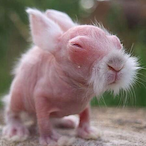 Pyroclutch's Avatar'