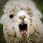 OfficerLlama87p's Avatar'