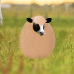 ChiefCowEggs's Avatar'