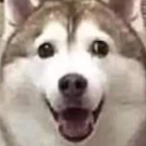 SuperCoolDog2's Avatar'