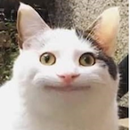 Steady_CAT's Avatar'