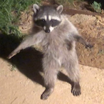 carbomb_messiah's Avatar'