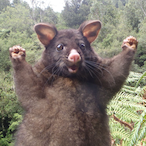 Geile_Batsbeer's Avatar'