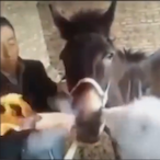 CheekiBreekiID's Avatar'