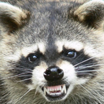 Vardenafil_KRKA's Avatar'