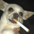 Kowalski.og's Avatar'