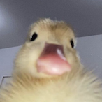 Pinguing0tt's Avatar'