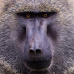 Juicematic's Avatar'