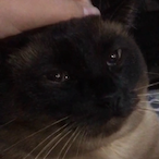 Sir_Whiskers3's Avatar'