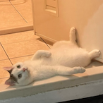 IlIIIllIllIIII's Avatar'