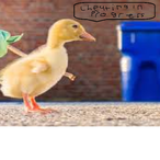 THE_BIG_DON's Avatar'