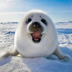 SeaIinator's Avatar'