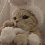 hurrycainee's Avatar'