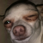 Colorful_Pig's Avatar'