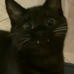 TheDyingDoc's Avatar'