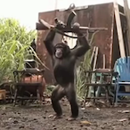 MonkeyRevolt's Avatar'