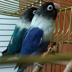 Aknazu's Avatar'