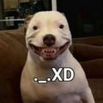 SleepyShiba101's Avatar'